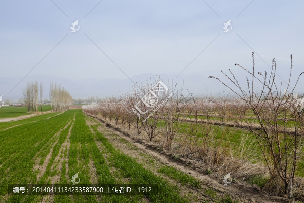 杏樹,麥田