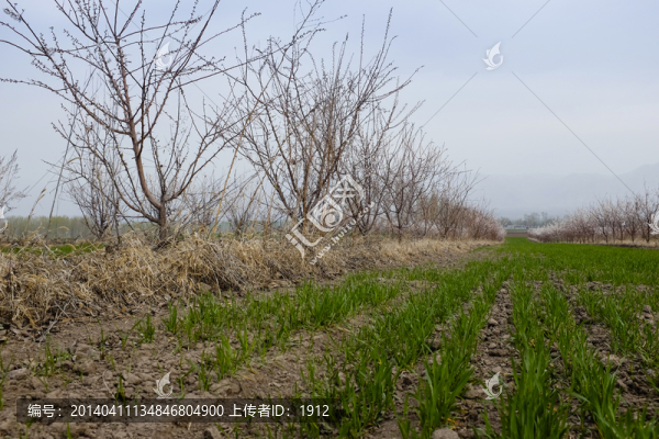田野