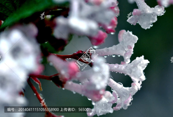 丁香花