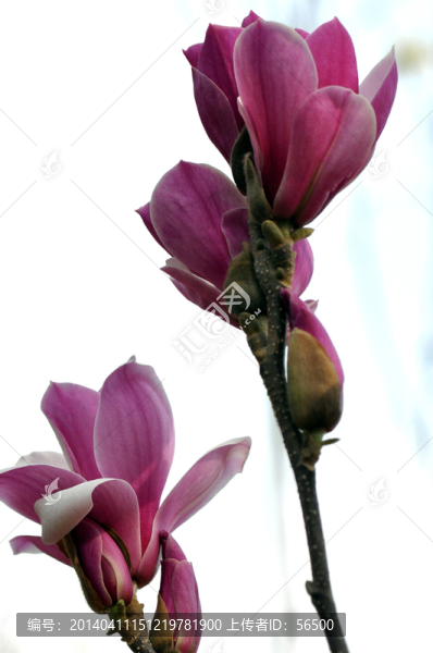 玉蘭花