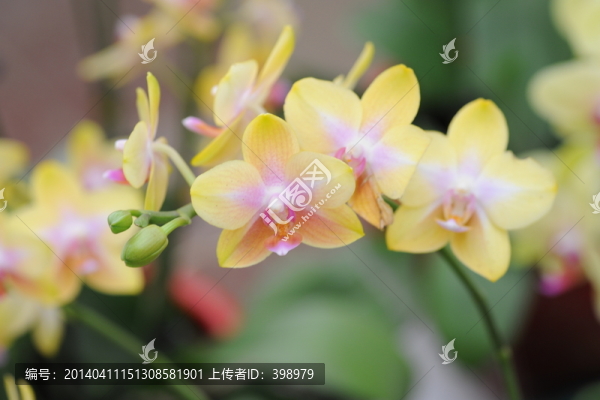 蝴蝶蘭