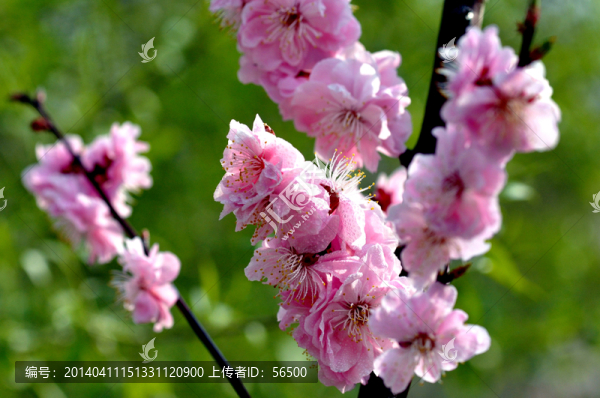 桃花