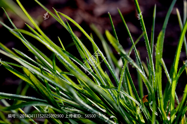 綠草