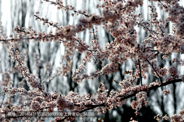 花枝