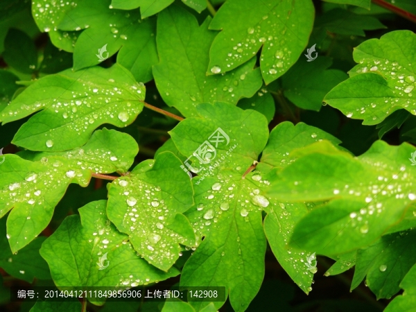 樹(shù)葉露水