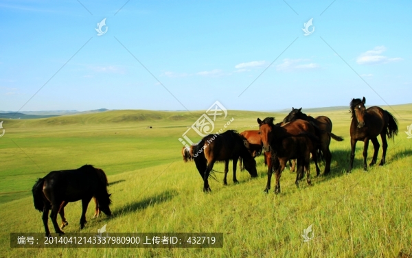 呼倫貝爾草原馬群