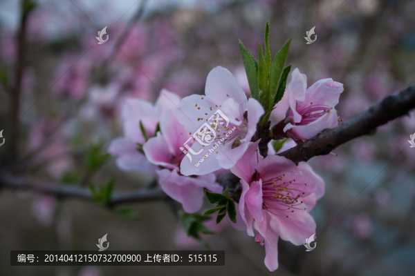 粉紅色的桃花