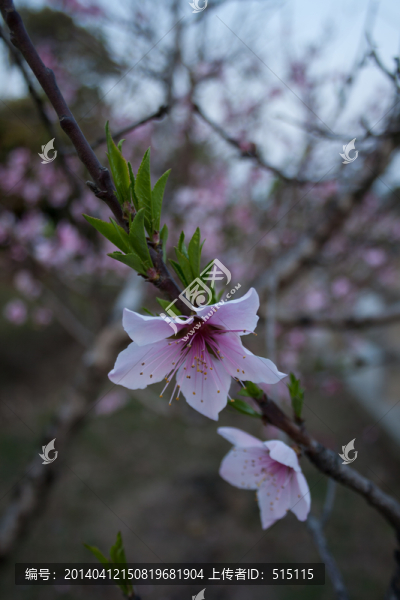 兩朵桃花