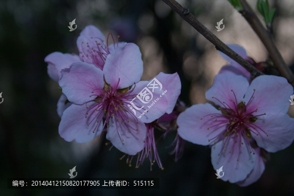 桃花近拍