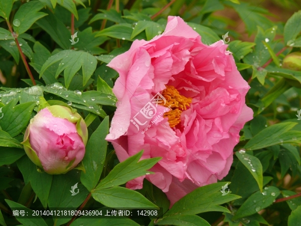 牡丹花