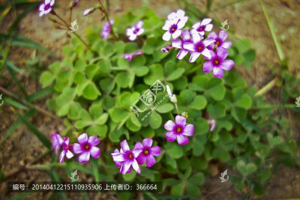 小花