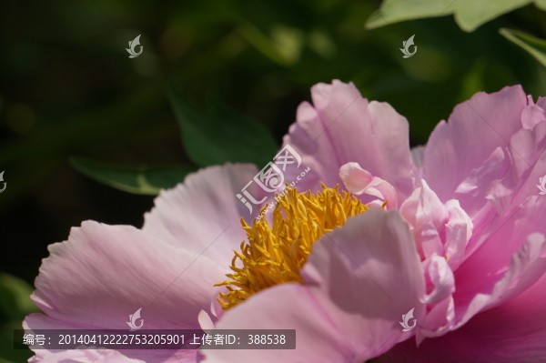 牡丹怒放