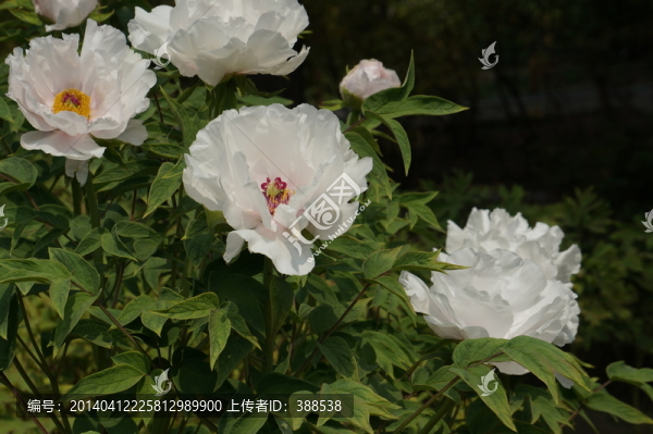 一樹牡丹迎春圖