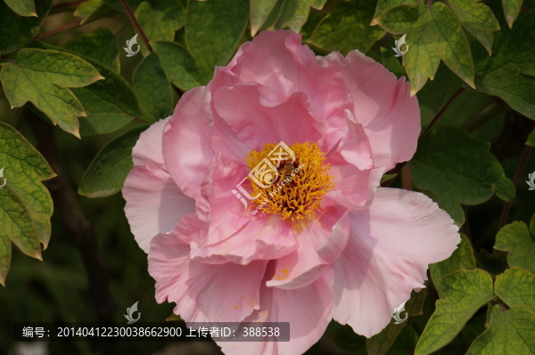 春天踏青紫牡丹盛開