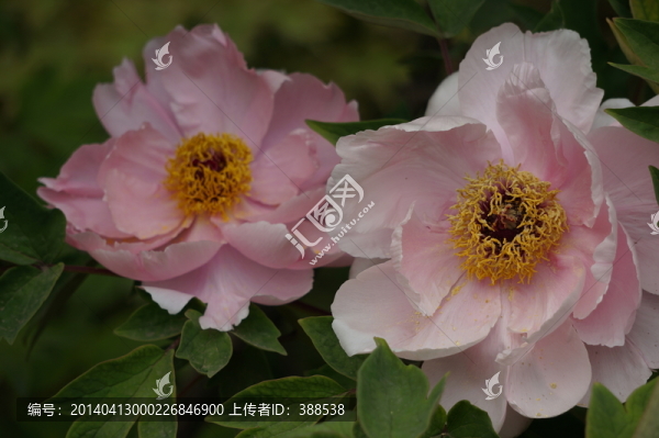兩朵牡丹