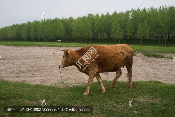 牛