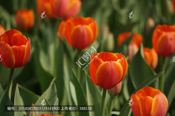 郁金香Tulip