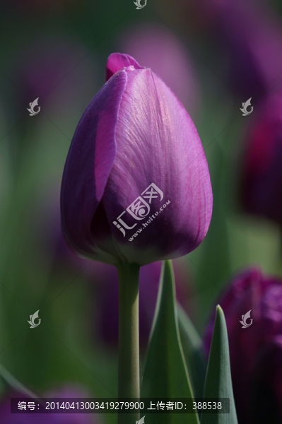 紫色郁金香Tulip