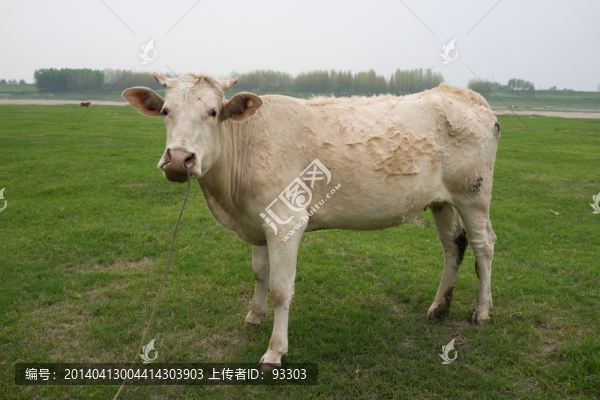 牛
