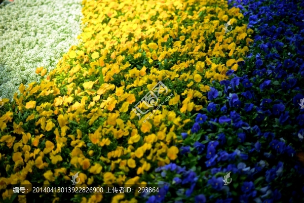 花海
