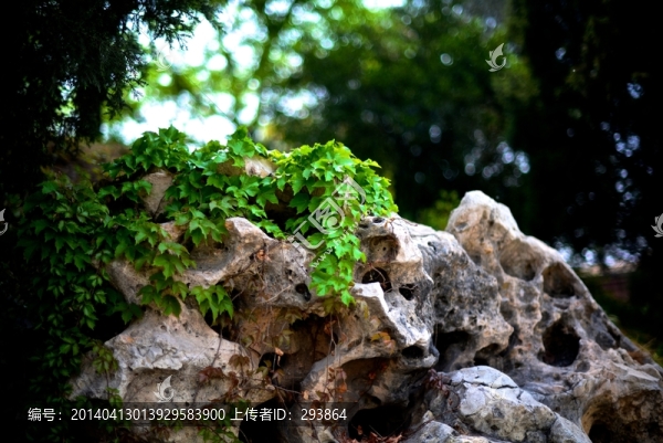 爬山虎