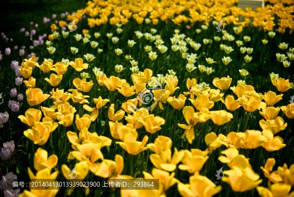 黃色小花
