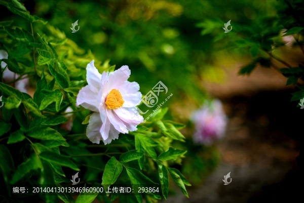 粉色小花