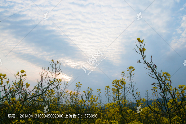 油菜花仰望天空