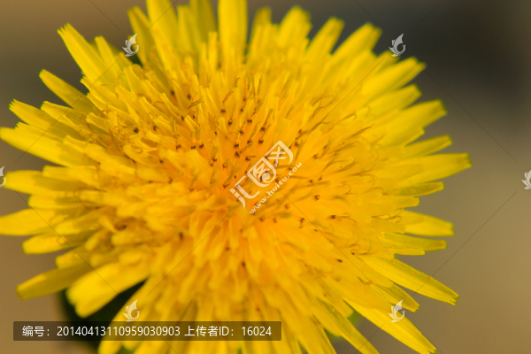 漂亮花蕊