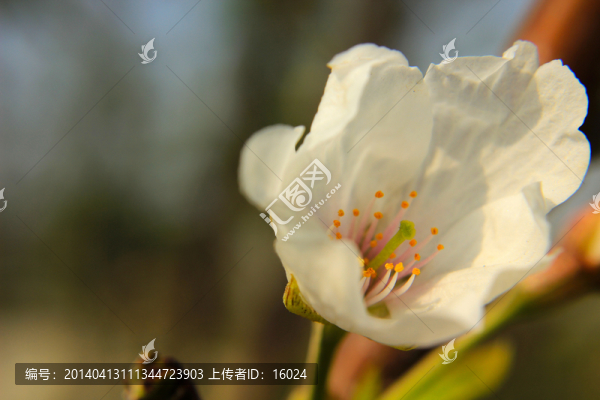 櫻花