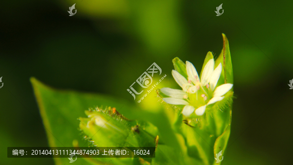 春天里的小花