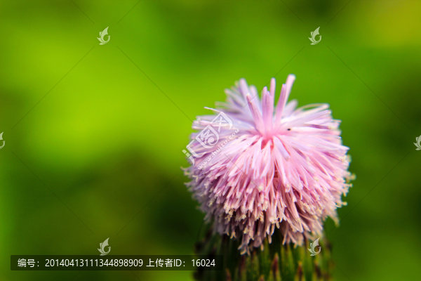 奇花異草