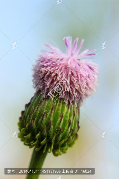 奇花異草