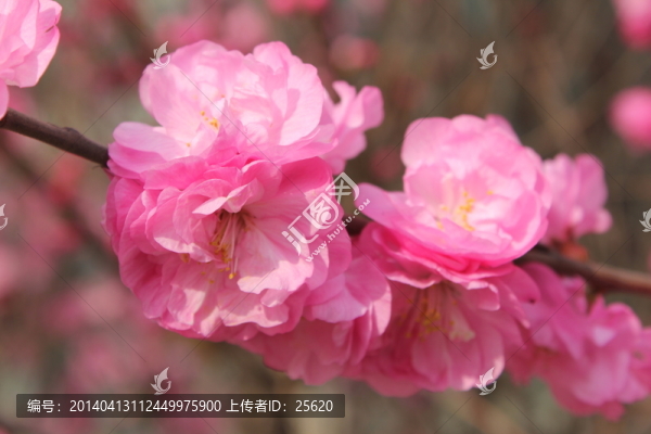 小桃紅