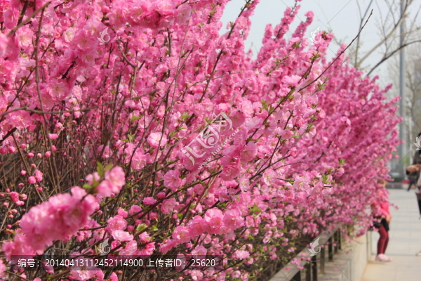 桃花,榆葉梅