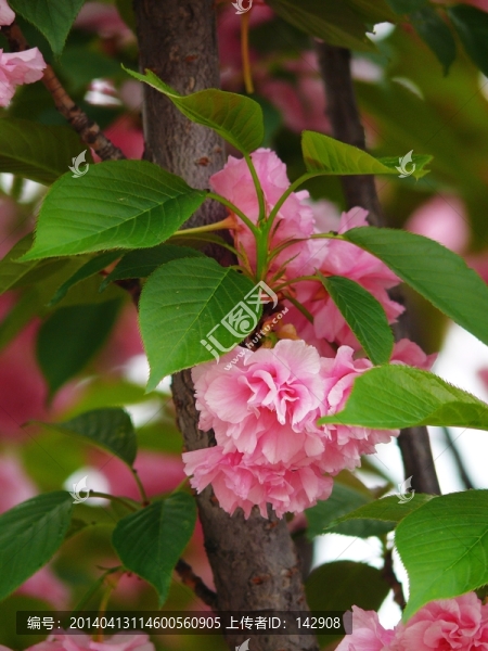 櫻花