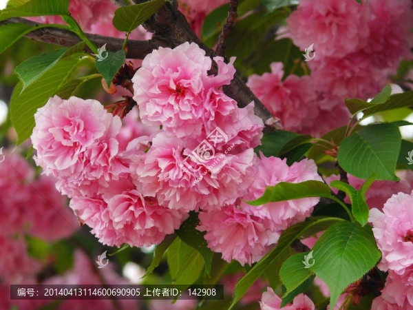 櫻花