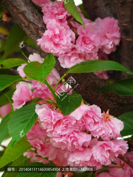 櫻花