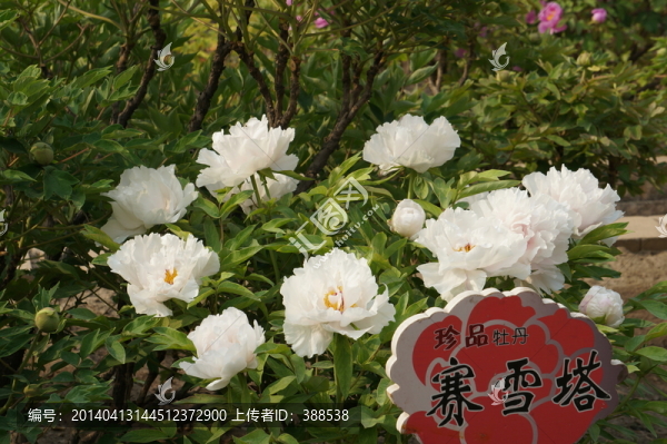 賽雪塔牡丹