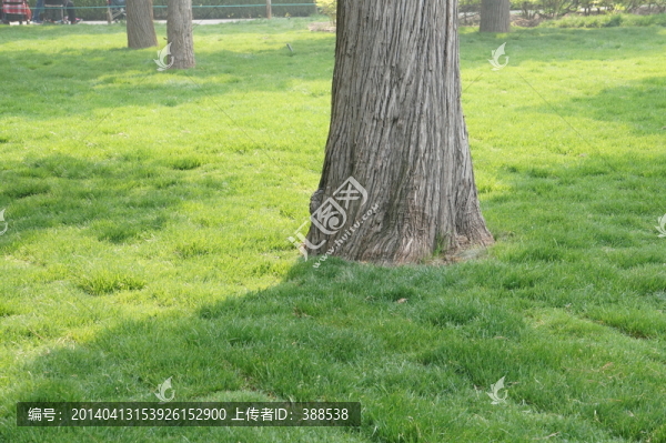 松與綠草