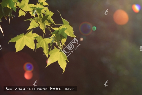 生長的植物,綠葉