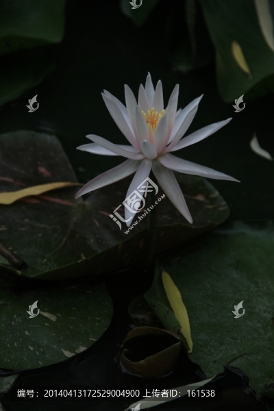 睡蓮