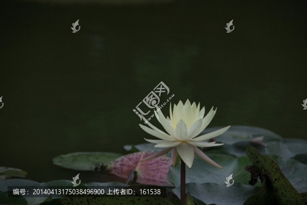 睡蓮