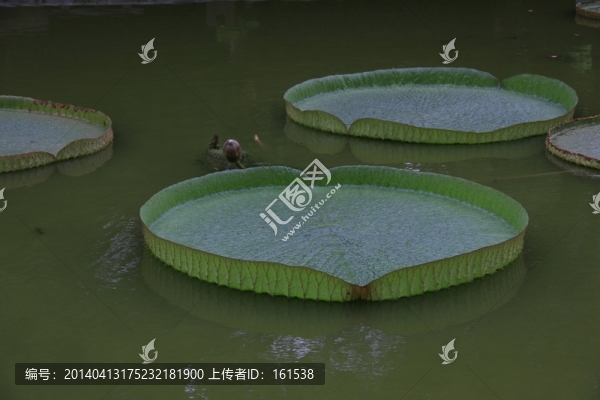睡蓮的葉子,黃蓮花葉子