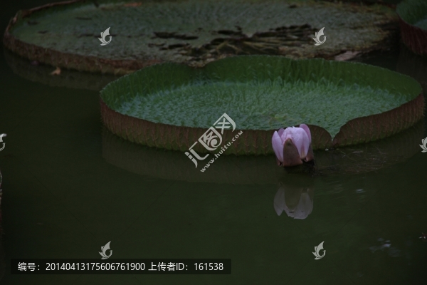 睡蓮