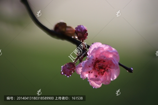 梅花