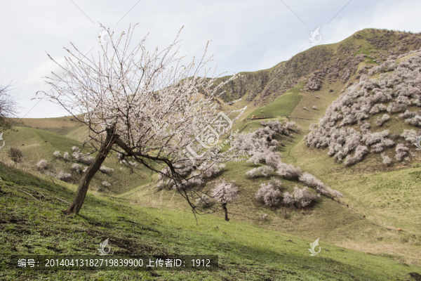 野杏樹