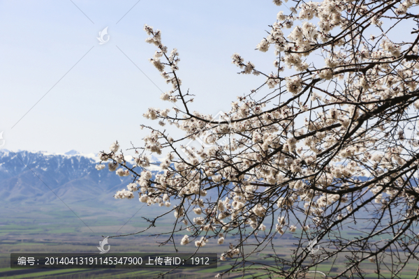野杏樹