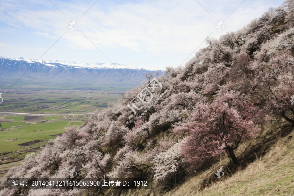 野杏林