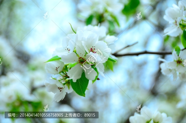 潔白的梨花
